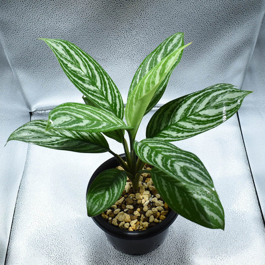 <カーティシー>Aglaonema Nitidum “Curtisii” UND230723