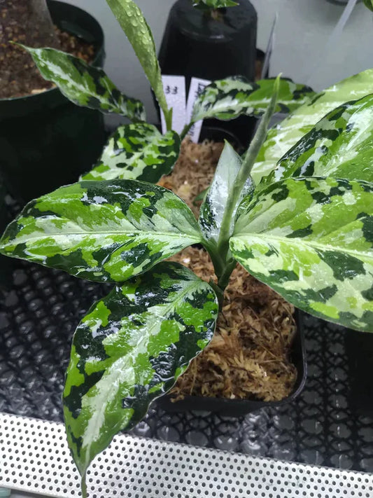 <AZ便> Aglaonema Pictum 【Laplace】箱個体 UC from Sibolga timur “AZ 0213-5C”