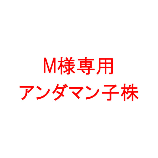 <出射便>Aglaonema Pictum Tricolor “Andaman” Port Blair