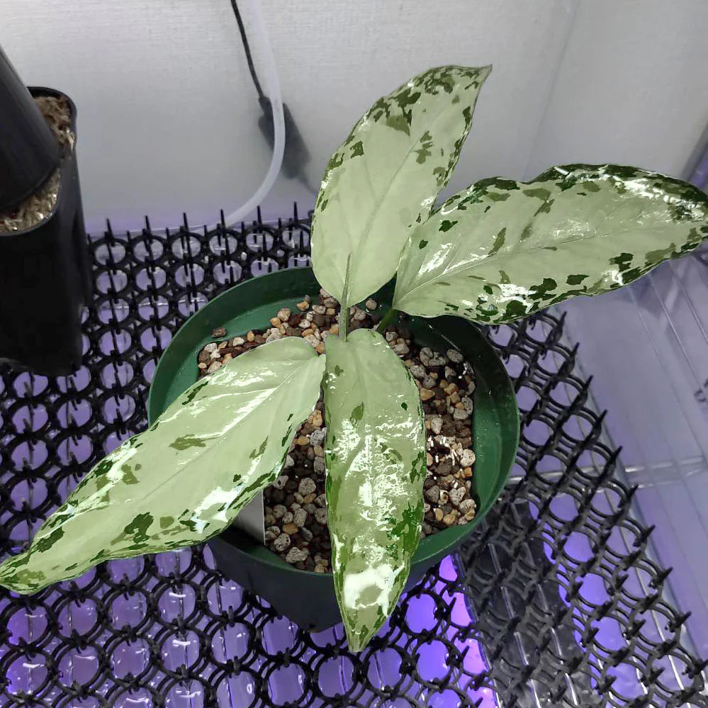 <オリジナル>Aglaonema Pictum Multicolor UND “MARTLE”