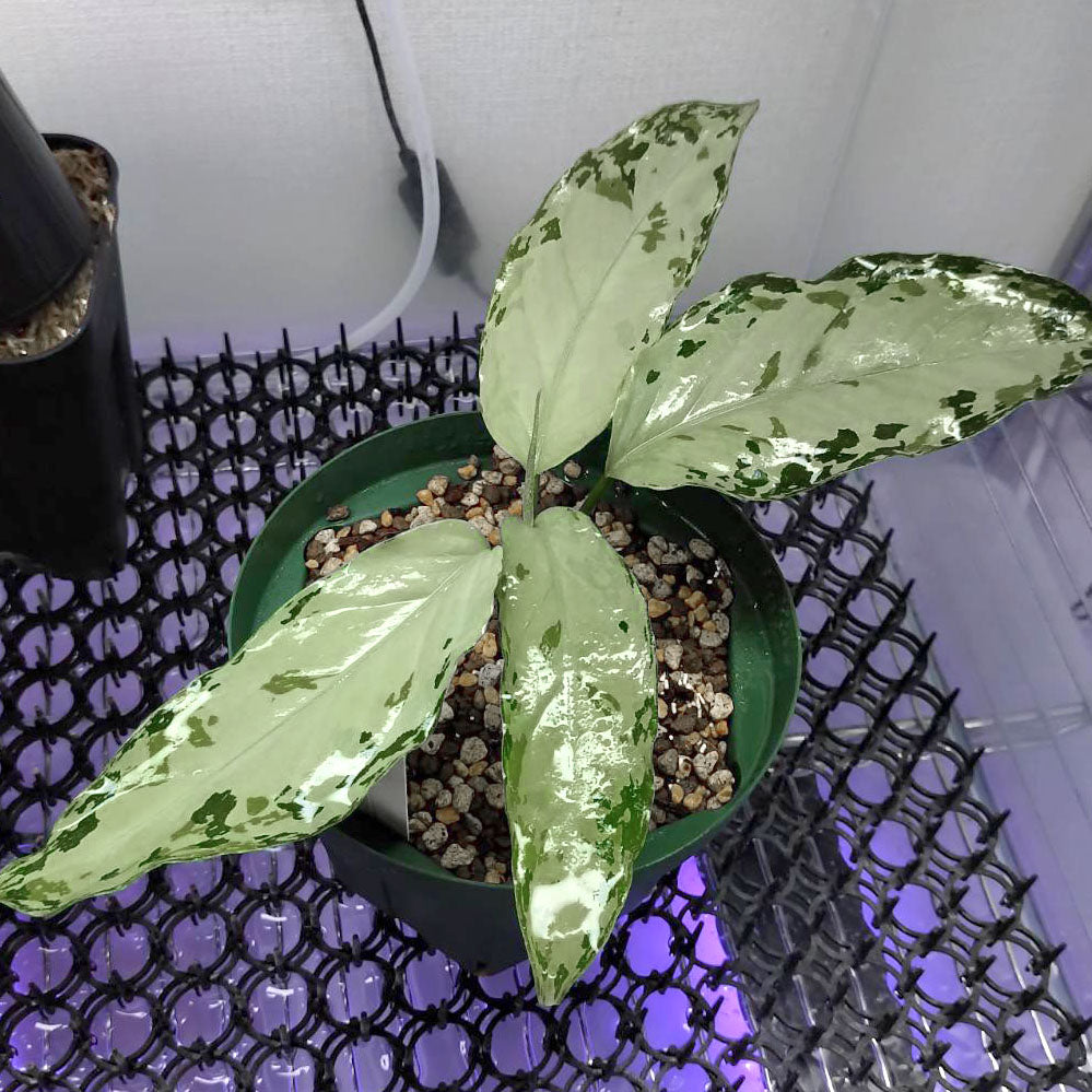 <オリジナル>Aglaonema Pictum Multicolor UND “MARTLE”