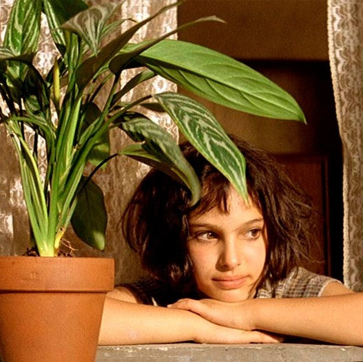 <カーティシー>Aglaonema Nitidum “Curtisii” UND220504