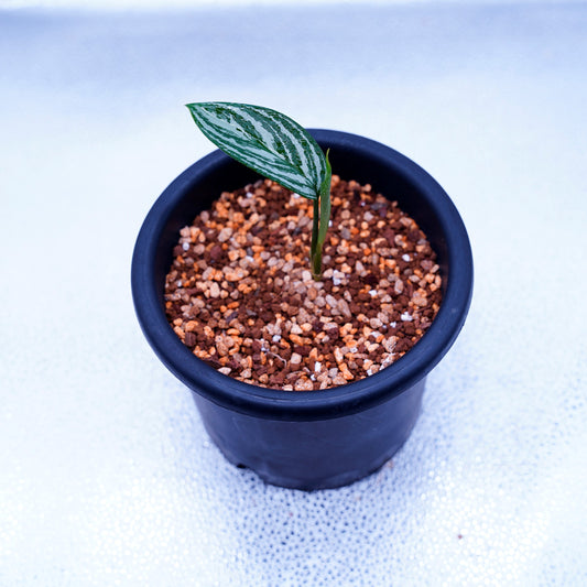 <カーティシー>Aglaonema Nitidum “Curtisii” UND220625A