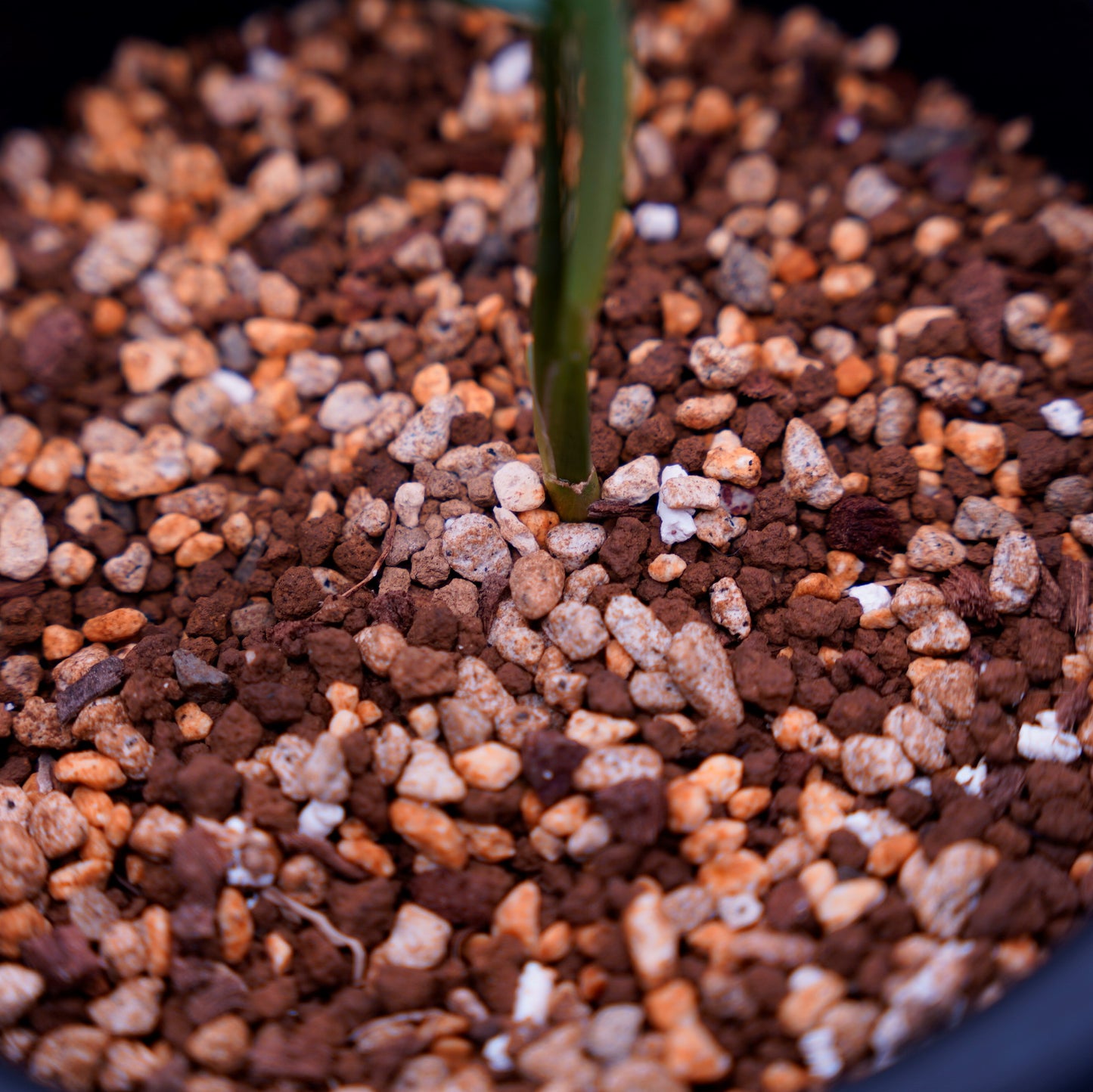 <カーティシー>Aglaonema Nitidum “Curtisii” UND220625A