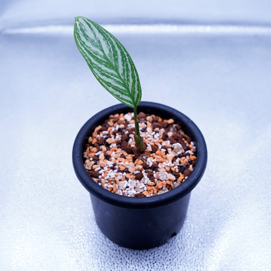 <カーティシー>Aglaonema Nitidum “Curtisii” UND220703A