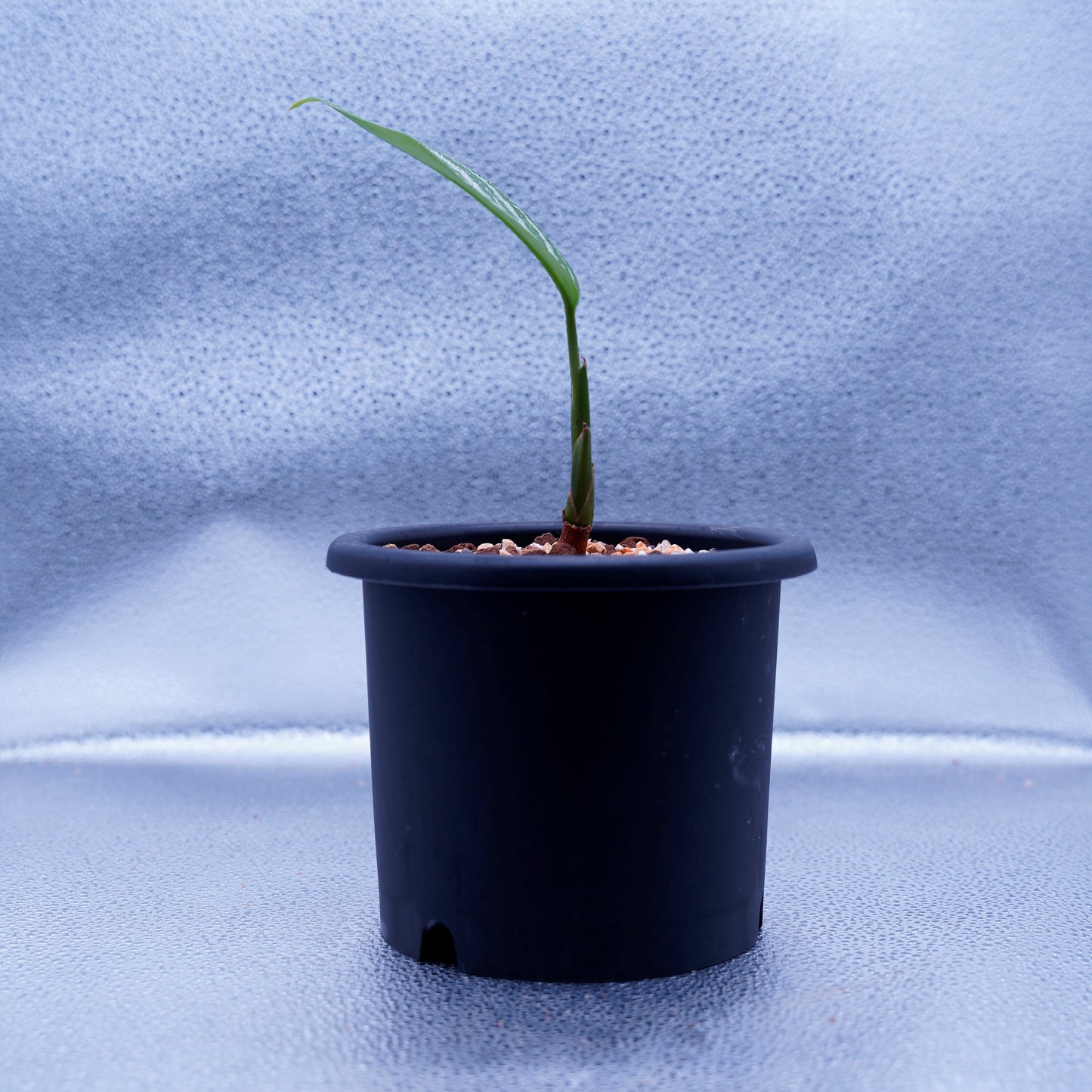 <カーティシー>Aglaonema Nitidum “Curtisii” UND220703A