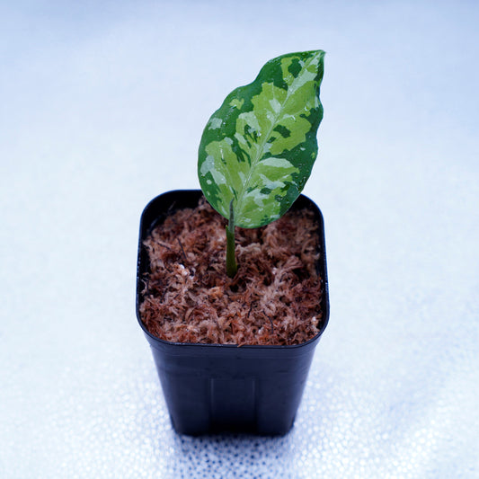 <出射便>Aglaonema Pictum Tricolor “Andaman” Port Blair