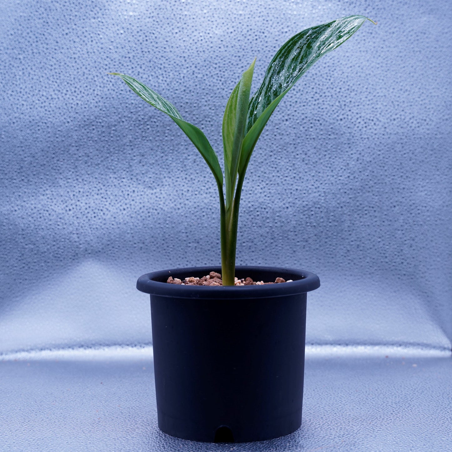 <カーティシー>Aglaonema Nitidum “Curtisii” UND220703B