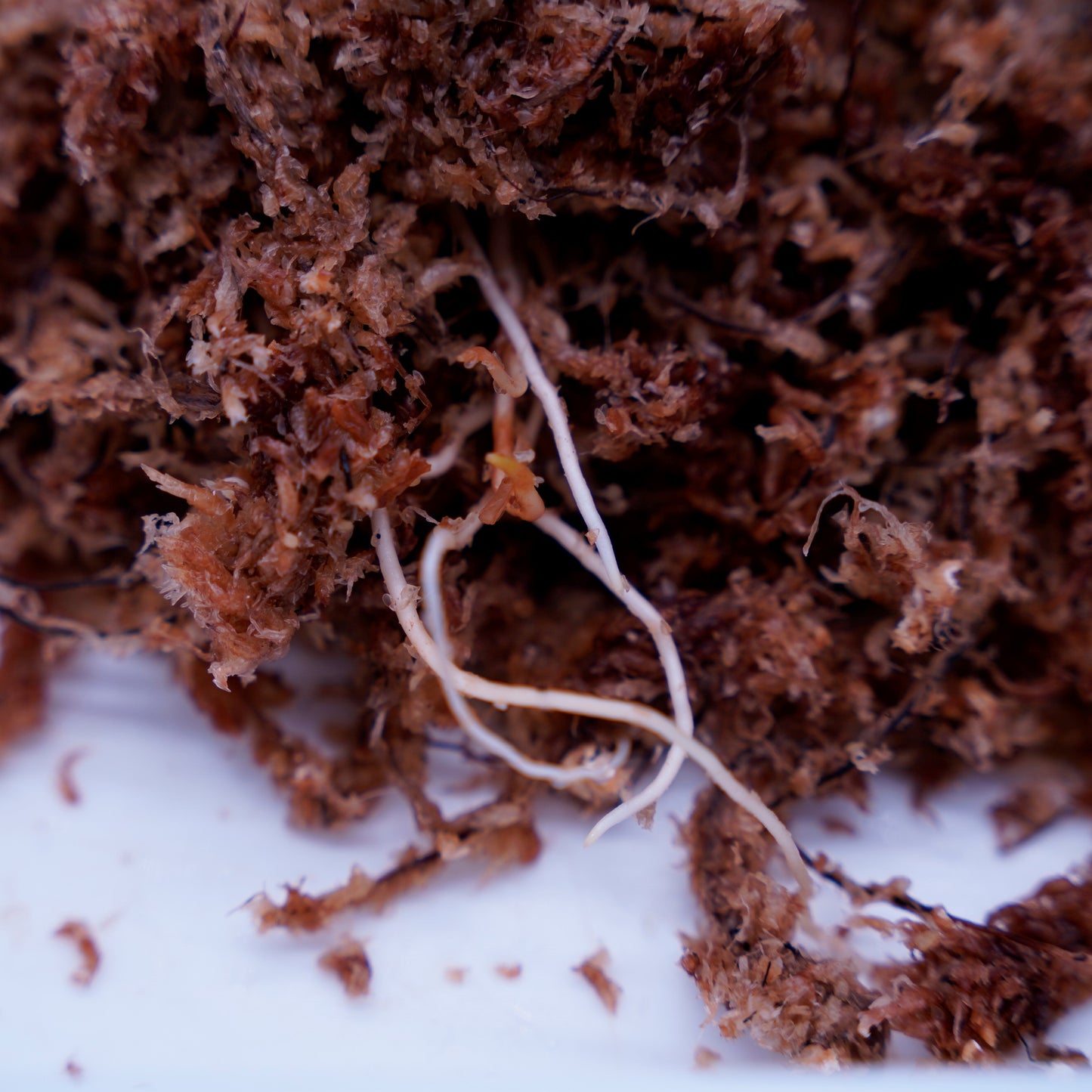 <出射便>Aglaonema Pictum Tricolor “Andaman” Port Blair