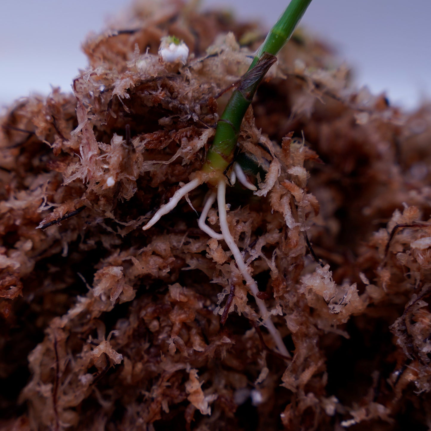 <AZ便>Aglaonema Pictum “Castle“ PDNC from Padang【AZ1012-10b】