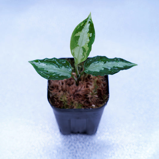 <ANG便>Aglaonema Pictum Multicolor ”Model-OHR” From Pulau Nias