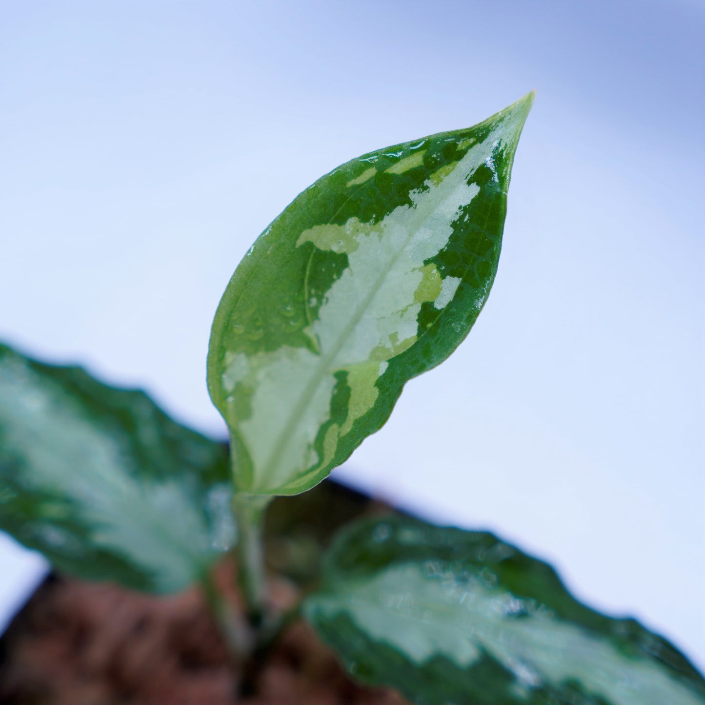 <ANG便>Aglaonema Pictum Multicolor ”Model-OHR” From Pulau Nias