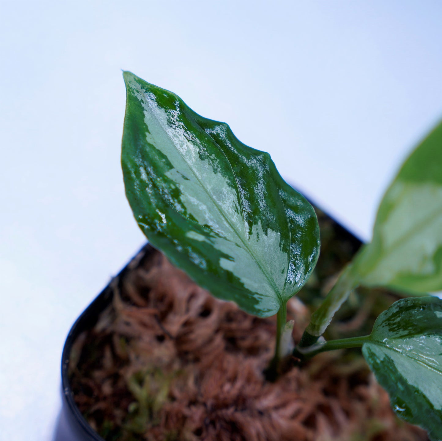 <ANG便>Aglaonema Pictum Multicolor ”Model-OHR” From Pulau Nias