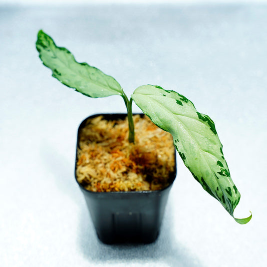 <TZ便>T-130320-b-5 “Di atas”