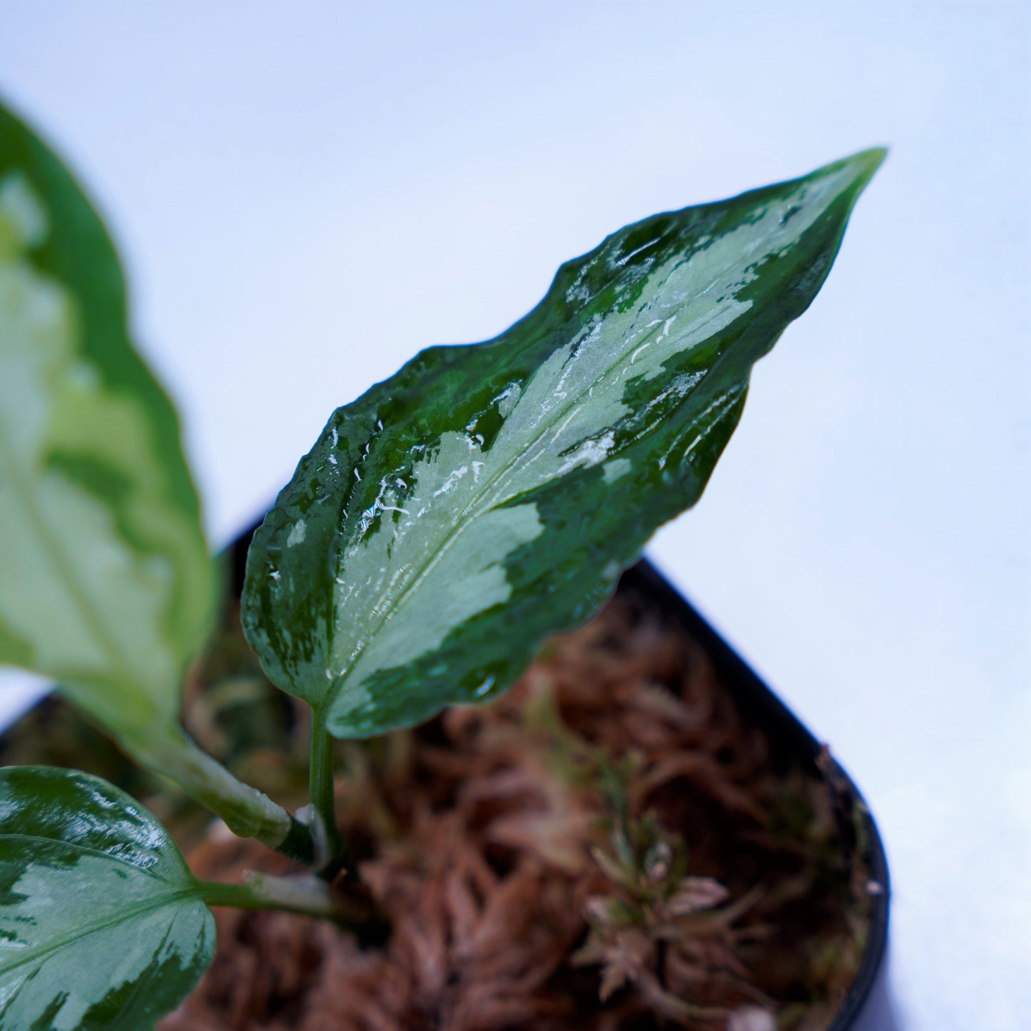 <ANG便>Aglaonema Pictum Multicolor ”Model-OHR” From Pulau Nias