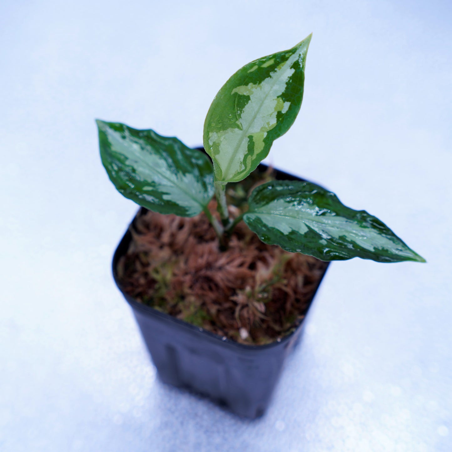 <ANG便>Aglaonema Pictum Multicolor ”Model-OHR” From Pulau Nias