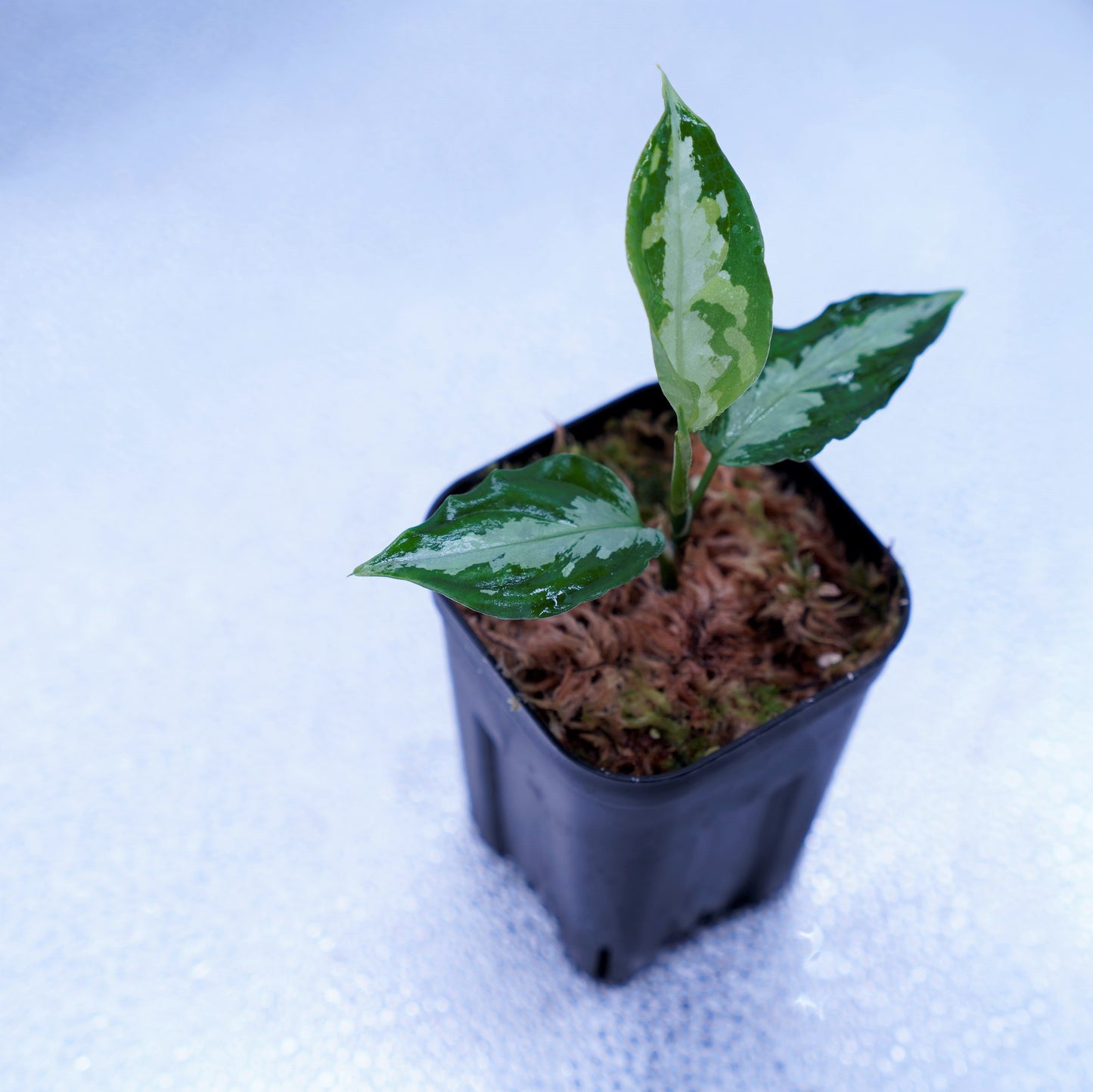 <ANG便>Aglaonema Pictum Multicolor ”Model-OHR” From Pulau Nias
