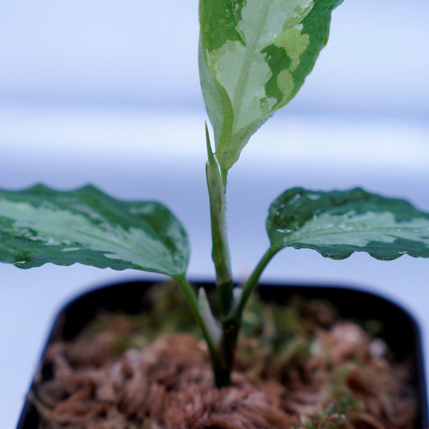 <ANG便>Aglaonema Pictum Multicolor ”Model-OHR” From Pulau Nias