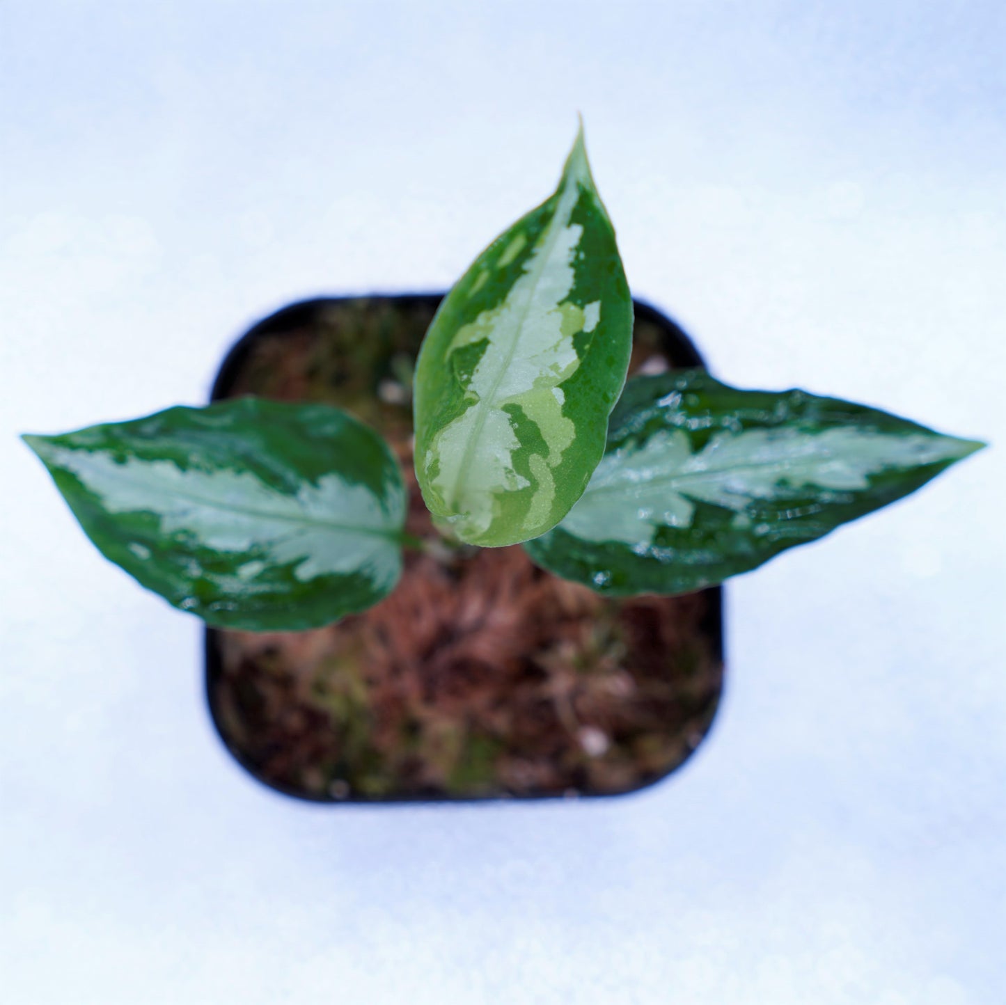 <ANG便>Aglaonema Pictum Multicolor ”Model-OHR” From Pulau Nias