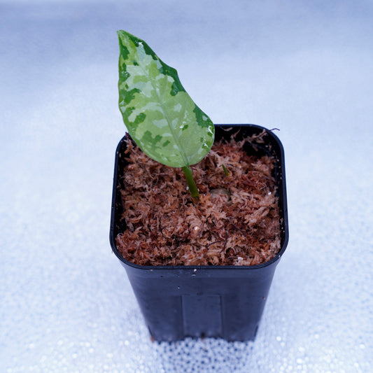 <出射便>Aglaonema Pictum Tricolor “Andaman” Port Blair