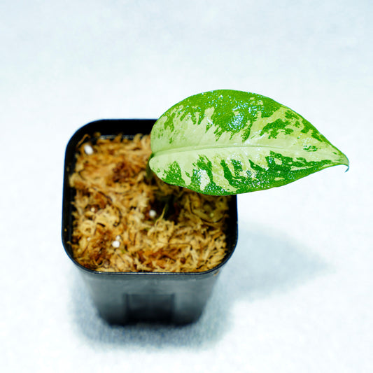 <オリジナル>Aglaonema Pictum Aceh Multicolor UND “HARVEY”