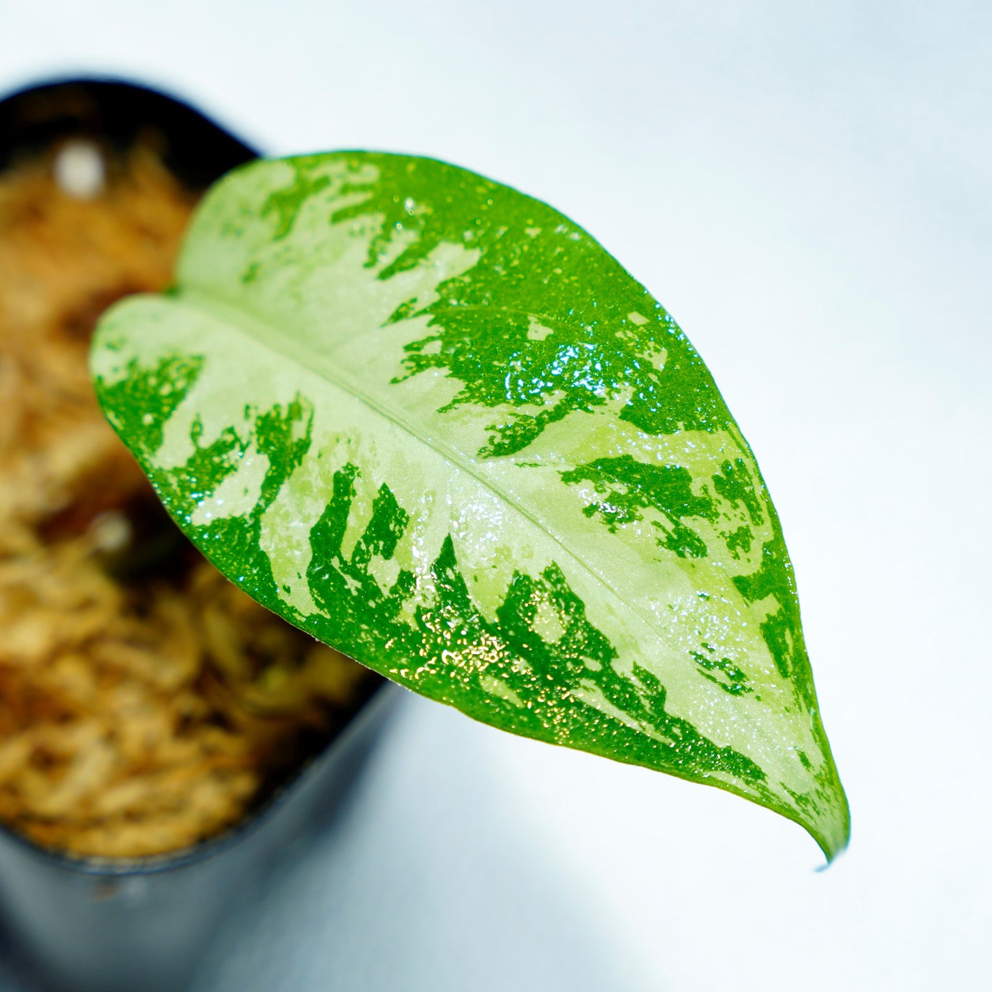 <オリジナル>Aglaonema Pictum Aceh Multicolor UND “HARVEY”