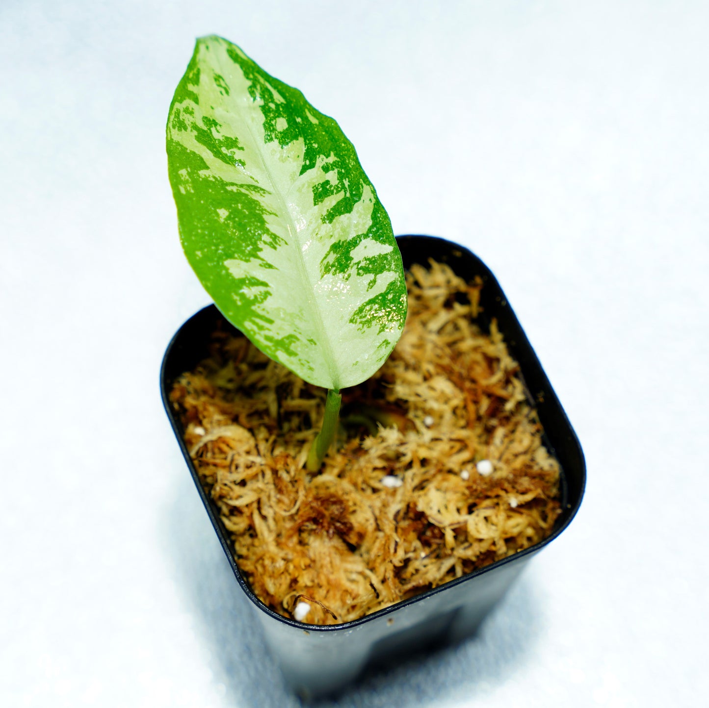 <オリジナル>Aglaonema Pictum Aceh Multicolor UND “HARVEY”