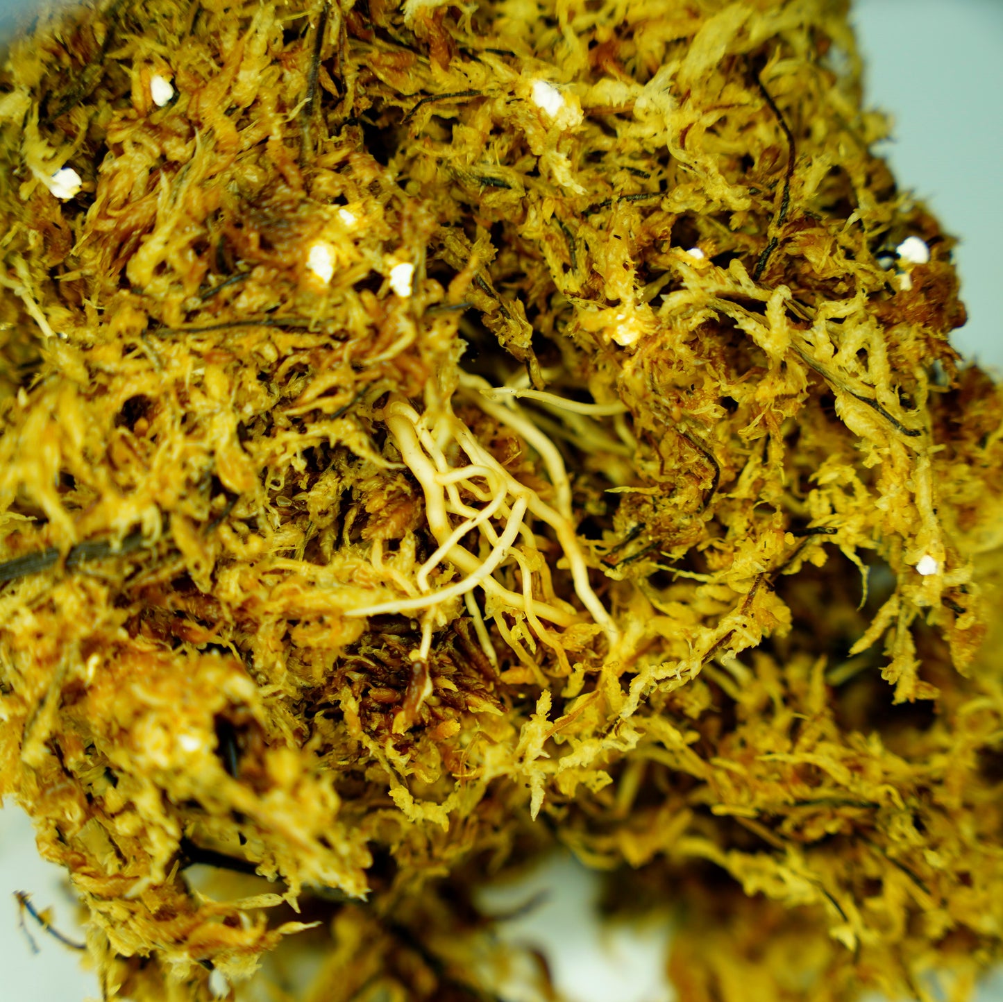 <AZ便>Pictum Aceh Multicolor 【AZ0912-3】