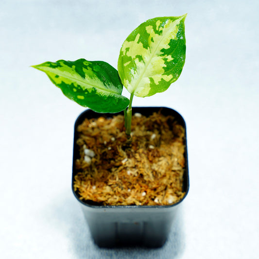 <AZ便>Pictum Aceh Multicolor 【AZ0912-3】