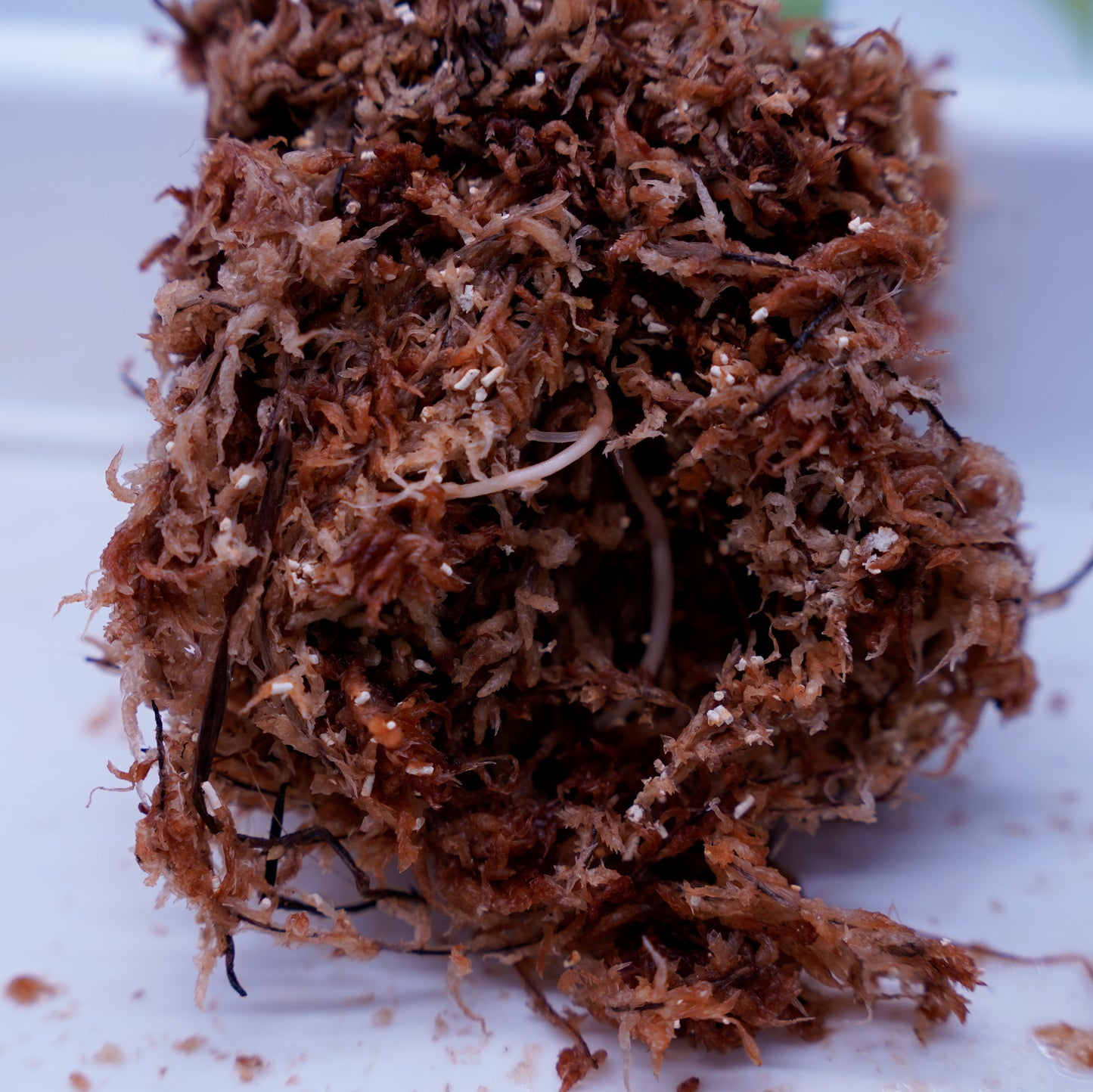 <オリジナル>Aglaonema Pictum Tricolor UND “COLETTE”