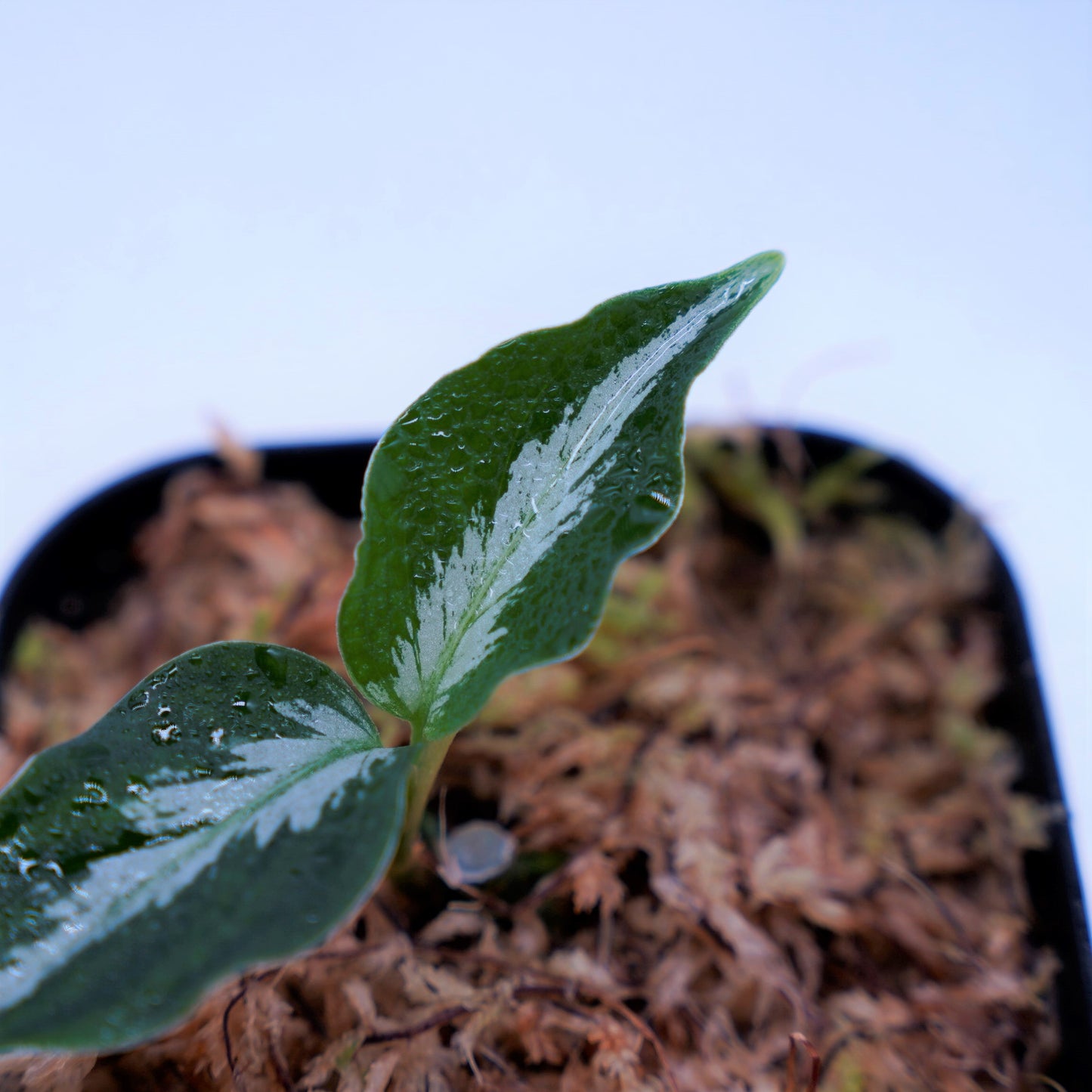 <AZ便> Aglaonema Pictum 【Laplace】箱個体 UC from Sibolga timur “AZ 0213-5C”