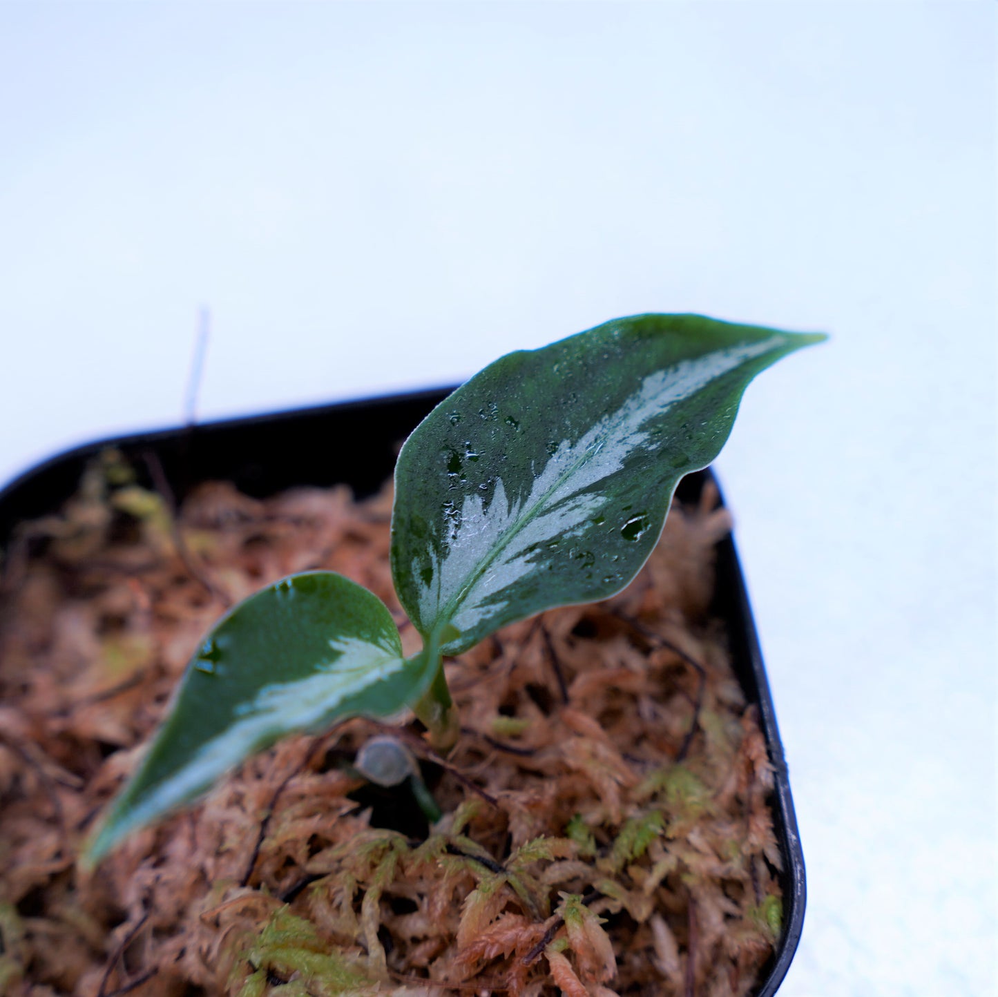 <AZ便> Aglaonema Pictum 【Laplace】箱個体 UC from Sibolga timur “AZ 0213-5C”