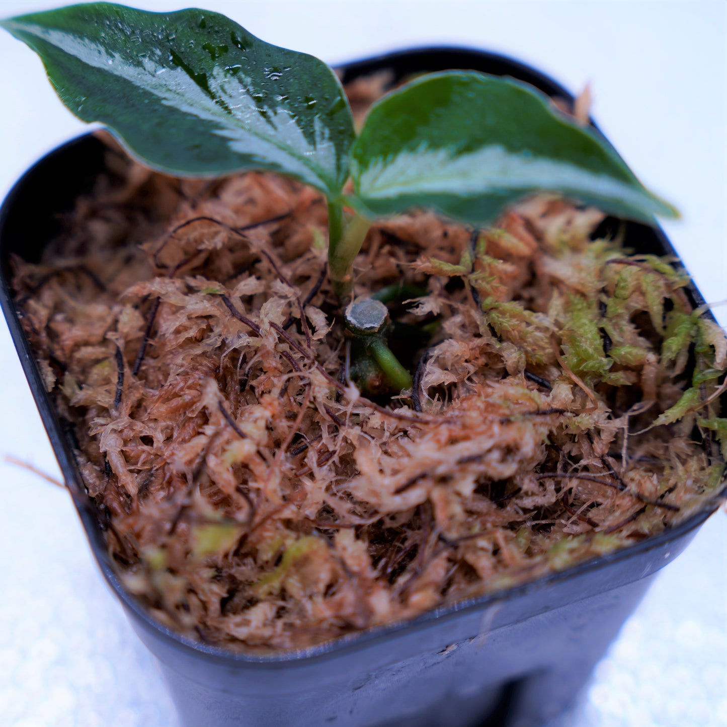 <AZ便> Aglaonema Pictum 【Laplace】箱個体 UC from Sibolga timur “AZ 0213-5C”