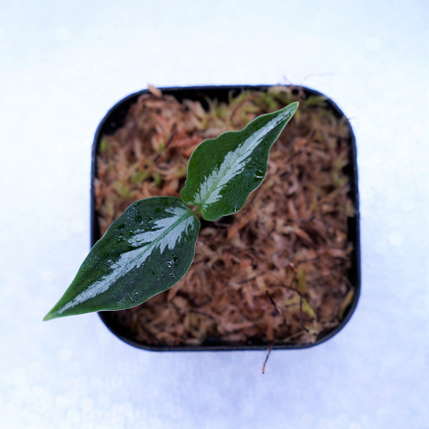 <AZ便> Aglaonema Pictum 【Laplace】箱個体 UC from Sibolga timur “AZ 0213-5C”