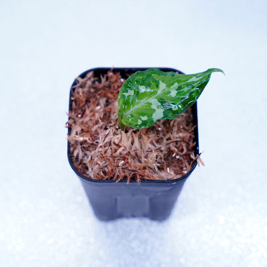 <出射便>Aglaonema Pictum Tricolor “Andaman” Port Blair