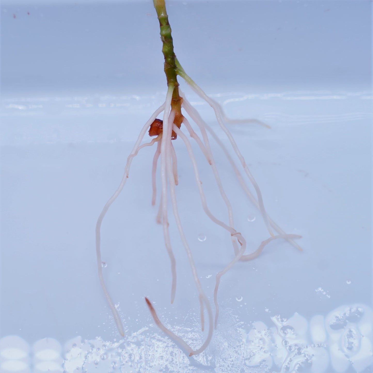 <交配種>Aglaonema Pictum Tricolor 【ANDAMAN】× Tigalingga North Sumatera (GT1603)