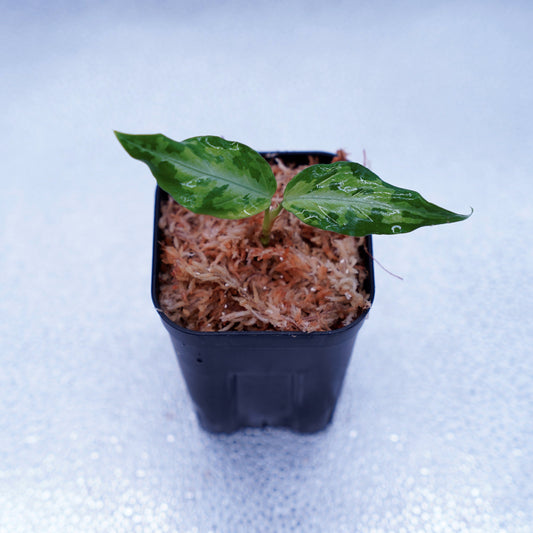 <交配種>Aglaonema Pictum Tricolor 【ANDAMAN】× Tigalingga North Sumatera (GT1603)