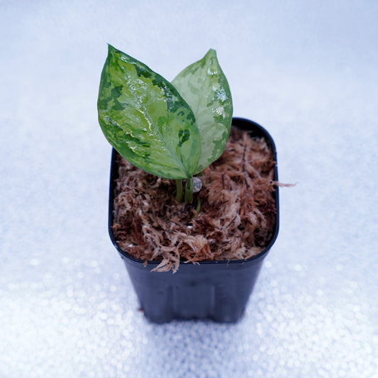 <オリジナル>Aglaonema Pictum Multicolor UND “MARTLE”