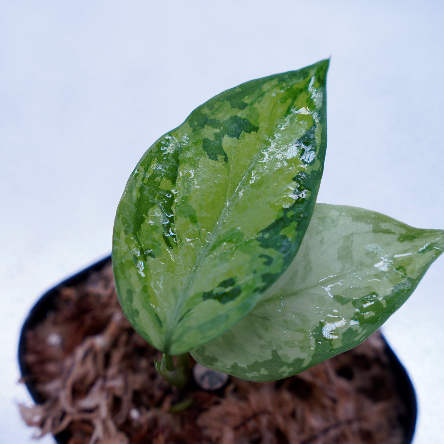 <オリジナル>Aglaonema Pictum Multicolor UND “MARTLE”