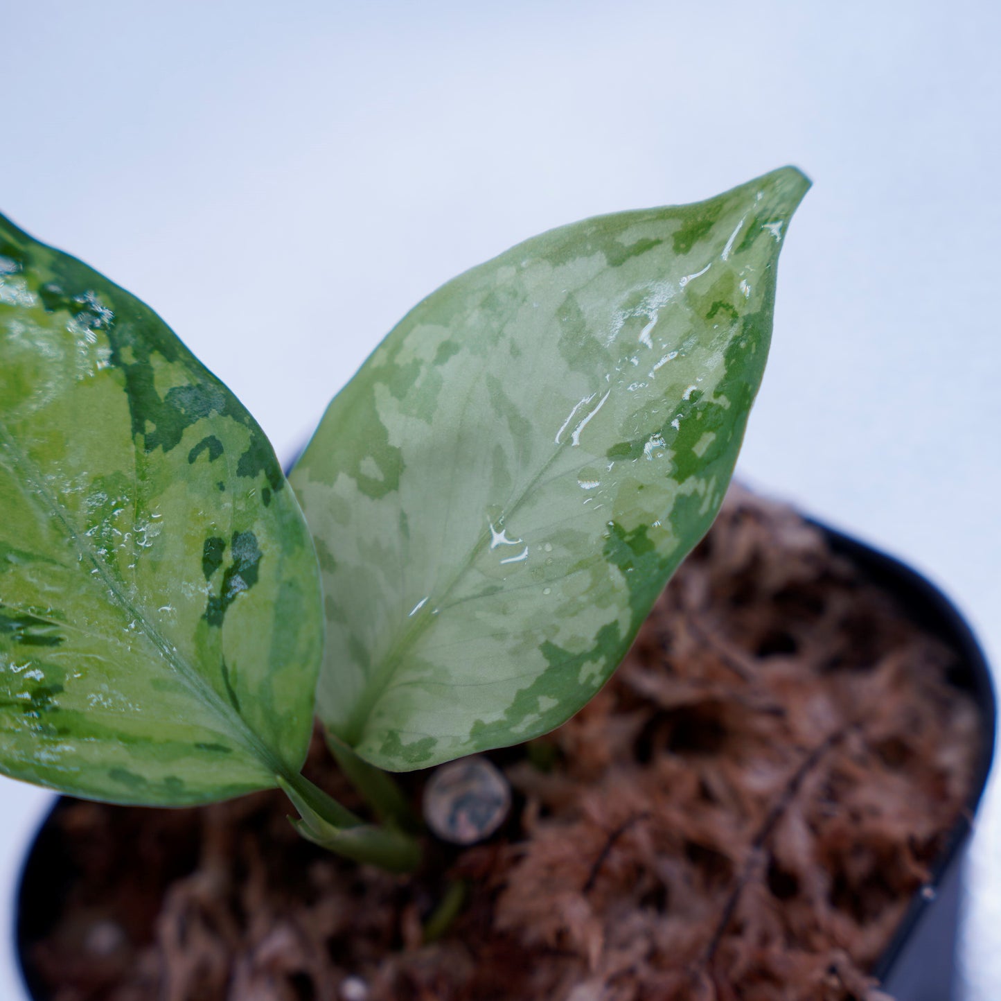 <オリジナル>Aglaonema Pictum Multicolor UND “MARTLE”