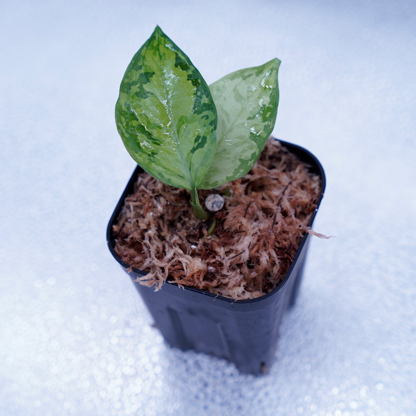 <オリジナル>Aglaonema Pictum Multicolor UND “MARTLE”