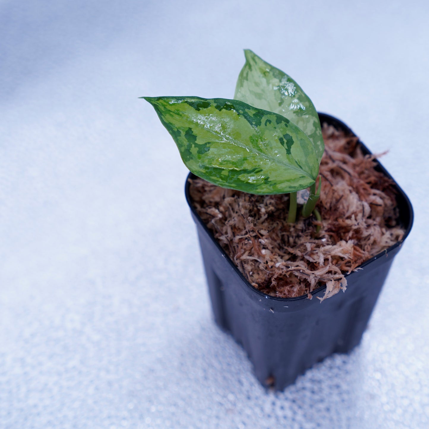 <オリジナル>Aglaonema Pictum Multicolor UND “MARTLE”