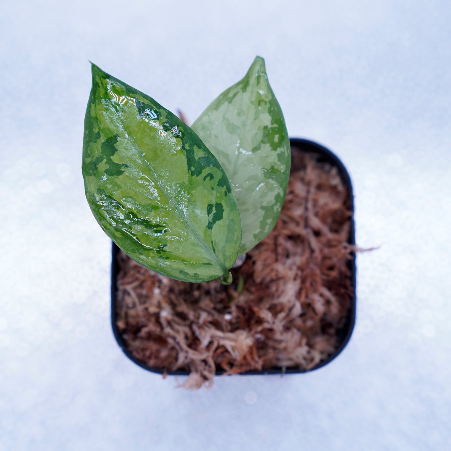 <オリジナル>Aglaonema Pictum Multicolor UND “MARTLE”