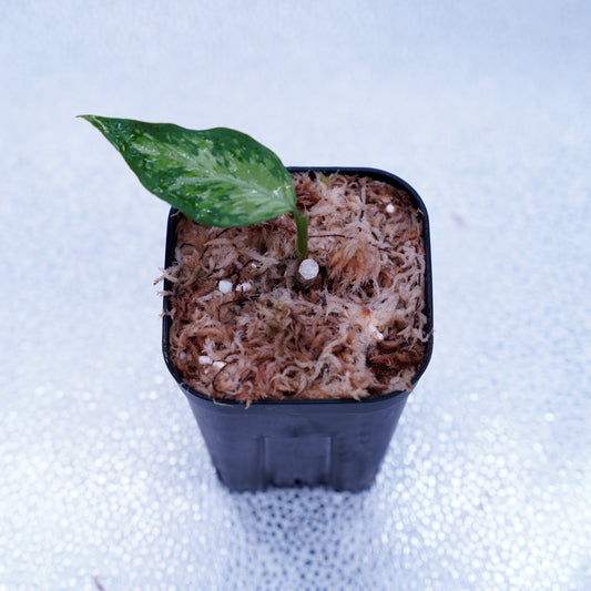 <TZ便>Aglaonema Pictum Aceh Tricolor【T-021019-b-4】