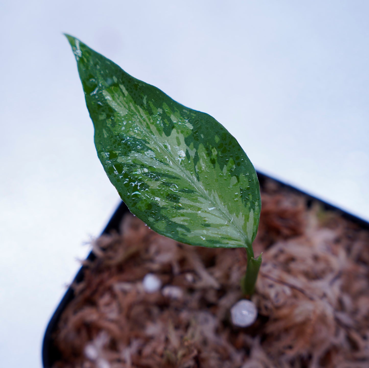 <TZ便>Aglaonema Pictum Aceh Tricolor【T-021019-b-4】