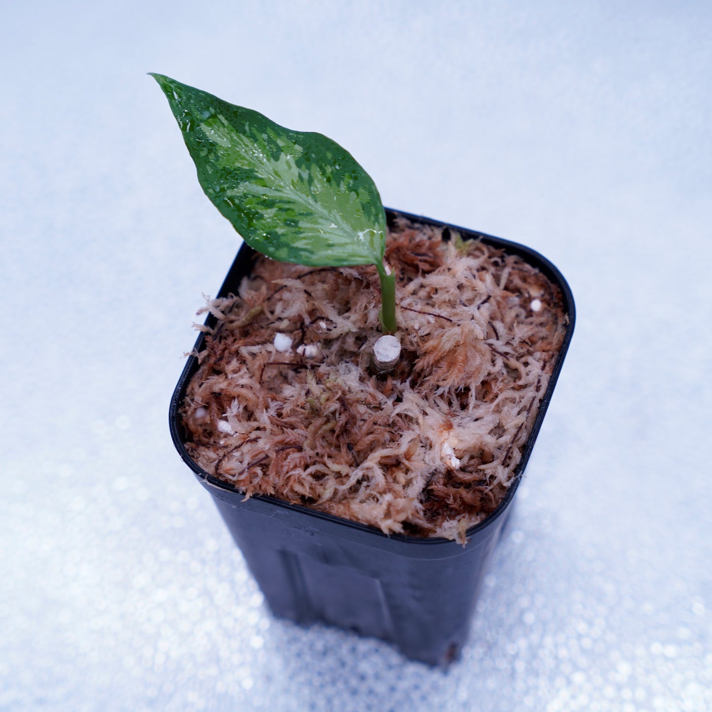 <TZ便>Aglaonema Pictum Aceh Tricolor【T-021019-b-4】