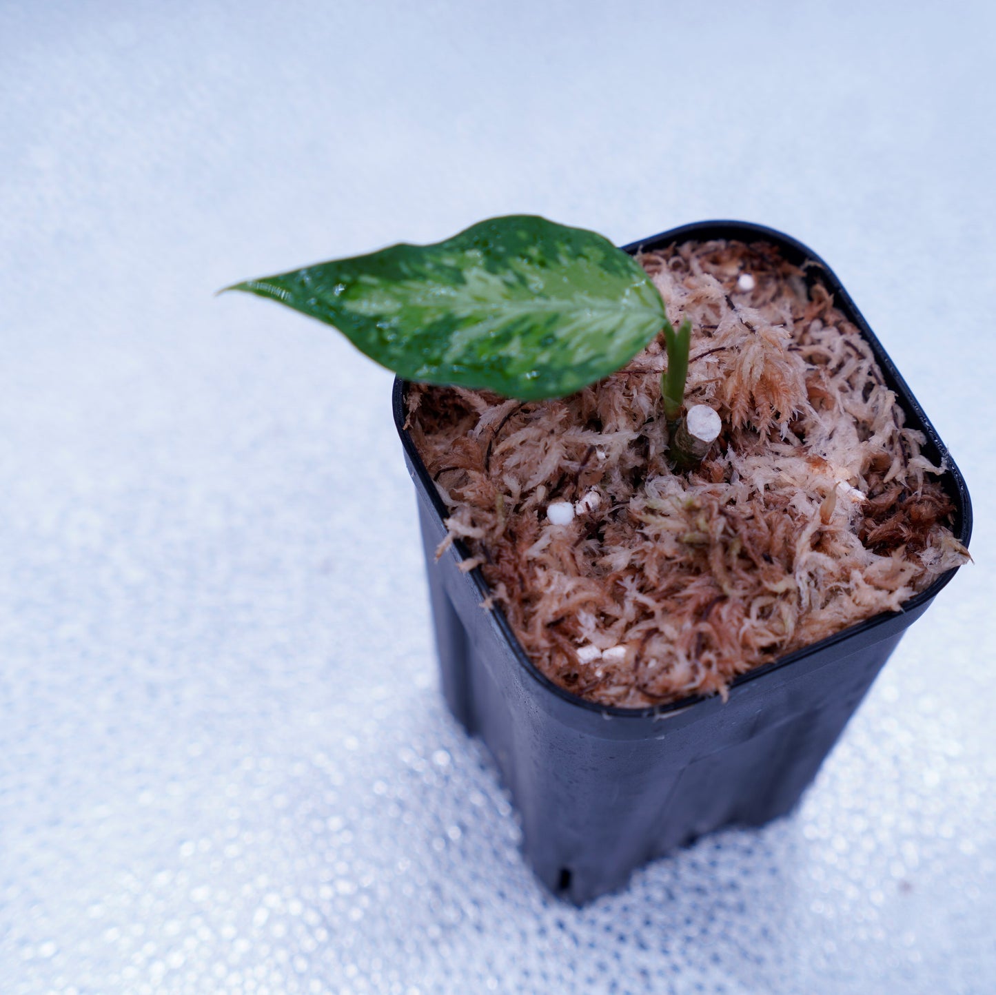 <TZ便>Aglaonema Pictum Aceh Tricolor【T-021019-b-4】