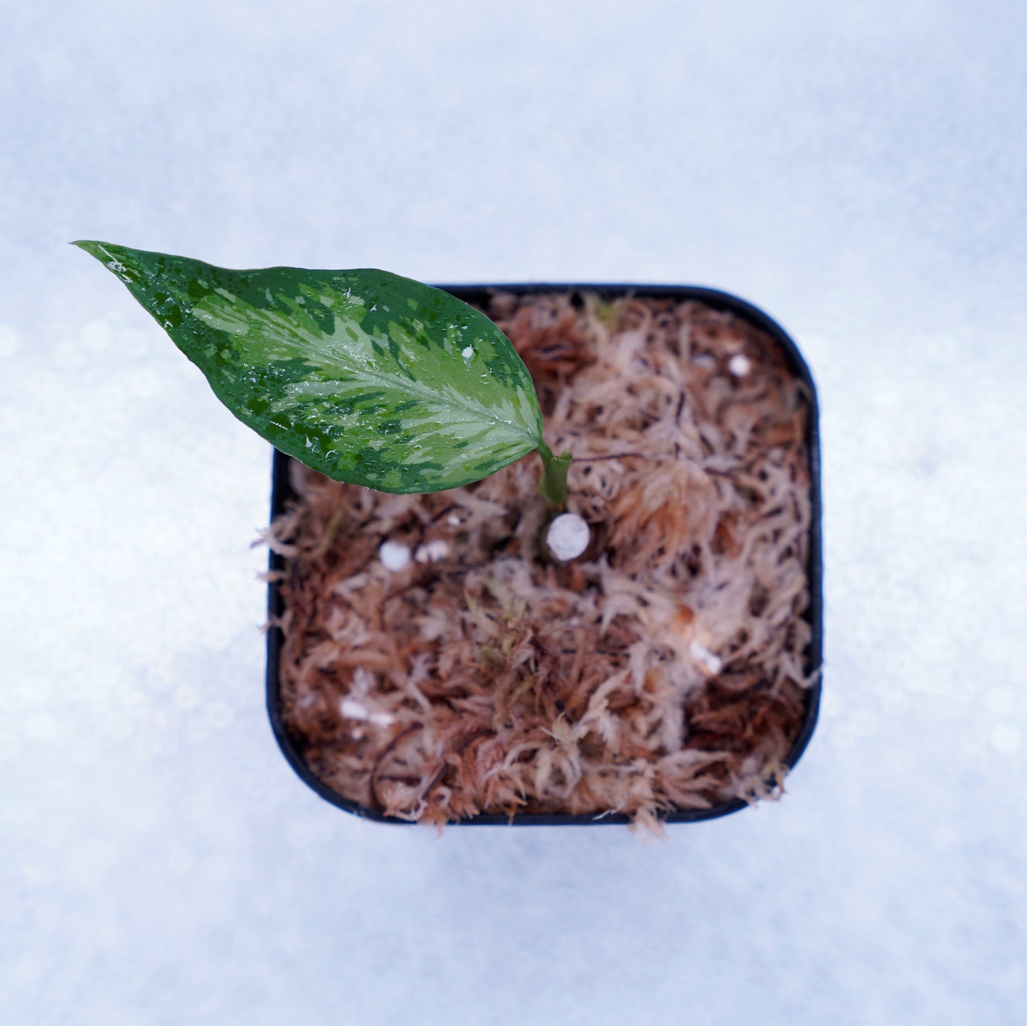 <TZ便>Aglaonema Pictum Aceh Tricolor【T-021019-b-4】