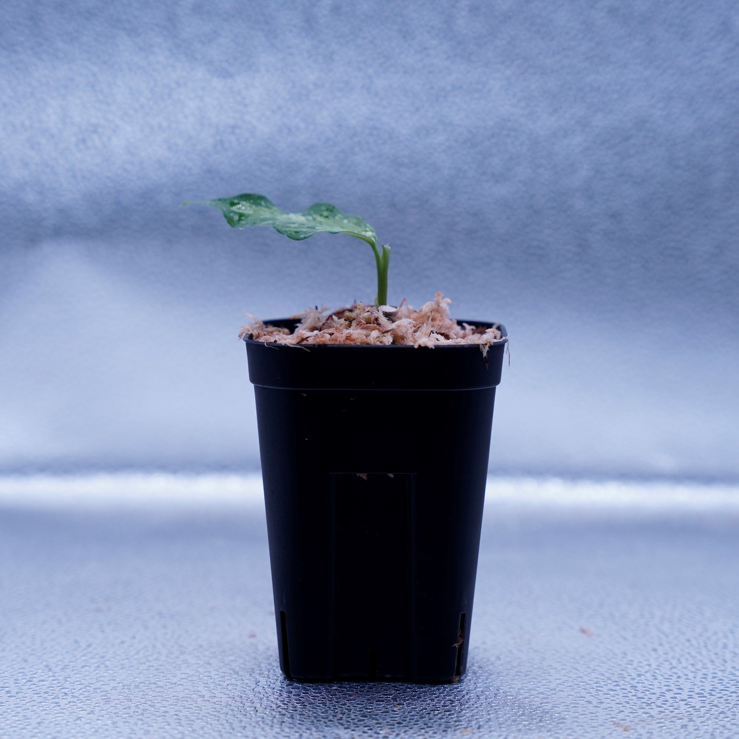 <TZ便>Aglaonema Pictum Aceh Tricolor【T-021019-b-4】