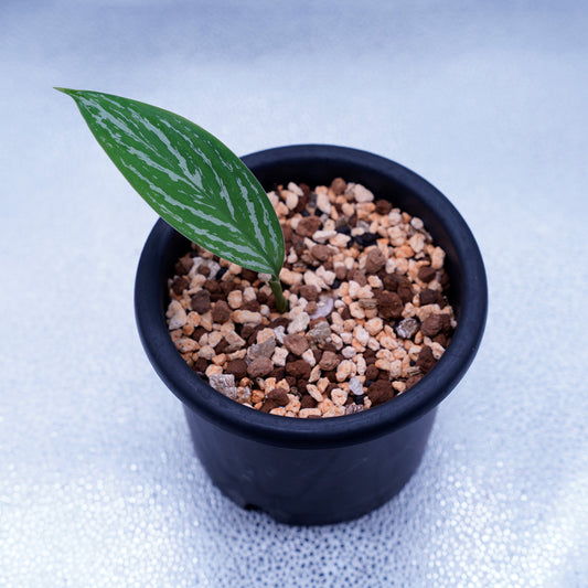 <カーティシー>Aglaonema Nitidum “Curtisii” UND220724B